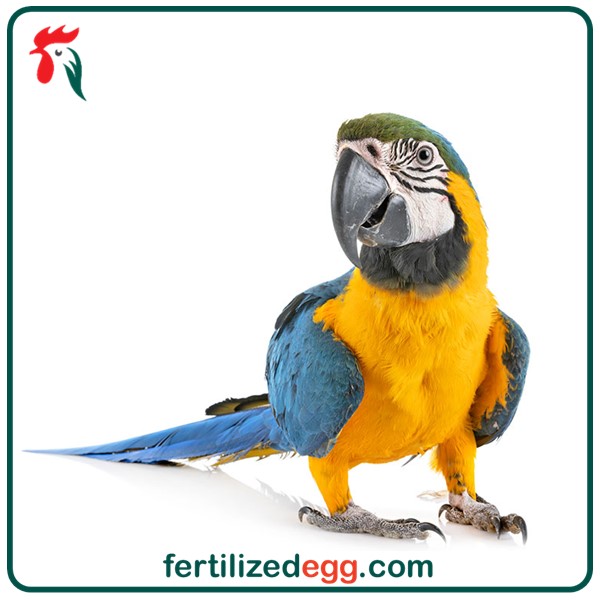 تخم نطفه دار طوطی ماکائو آبی طلایی 